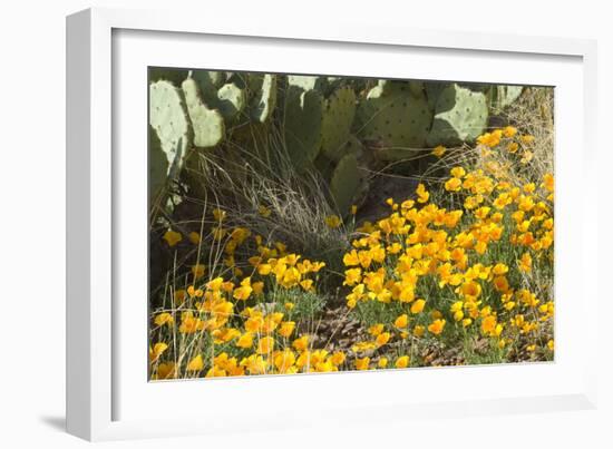 Mexican Poppies, Prickly-Pear and Other Chihuahuan Desert Plants in Rockhound State Park, NM-null-Framed Photographic Print