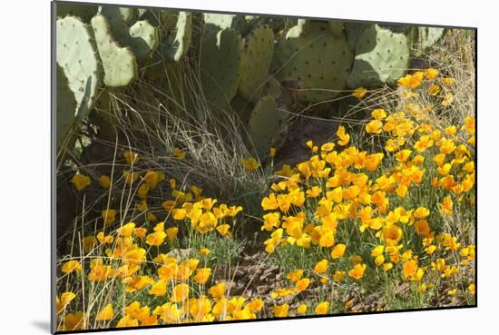 Mexican Poppies, Prickly-Pear and Other Chihuahuan Desert Plants in Rockhound State Park, NM-null-Mounted Photographic Print