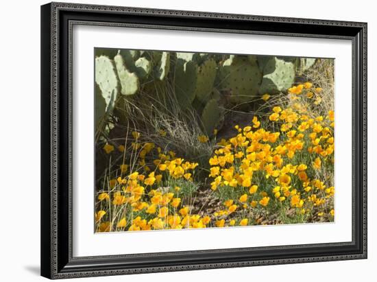 Mexican Poppies, Prickly-Pear and Other Chihuahuan Desert Plants in Rockhound State Park, NM--Framed Photographic Print