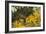 Mexican Poppies, Prickly-Pear and Other Chihuahuan Desert Plants in Rockhound State Park, NM-null-Framed Photographic Print