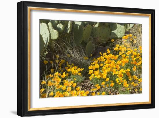 Mexican Poppies, Prickly-Pear and Other Chihuahuan Desert Plants in Rockhound State Park, NM-null-Framed Photographic Print