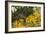 Mexican Poppies, Prickly-Pear and Other Chihuahuan Desert Plants in Rockhound State Park, NM-null-Framed Photographic Print