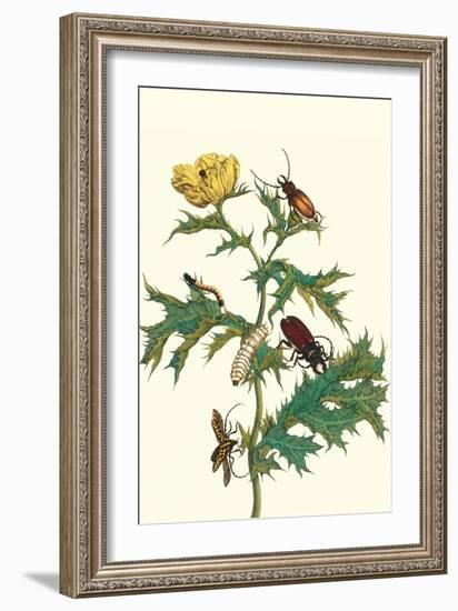 Mexican Prickly Poppy a Longhorned Beetle and an Elateridae Beetle Larva-Maria Sibylla Merian-Framed Art Print