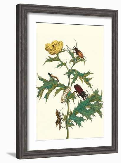 Mexican Prickly Poppy a Longhorned Beetle and an Elateridae Beetle Larva-Maria Sibylla Merian-Framed Art Print