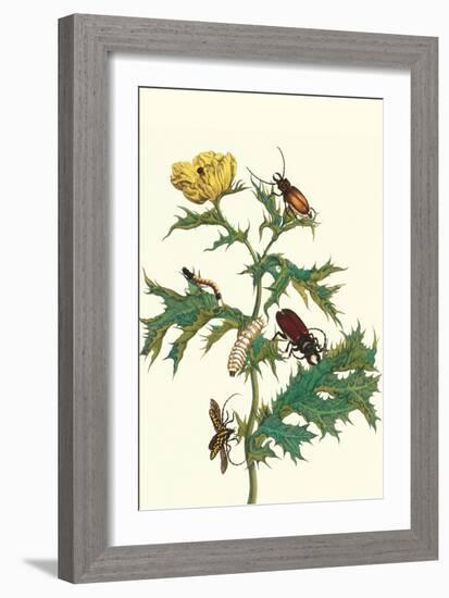 Mexican Prickly Poppy a Longhorned Beetle and an Elateridae Beetle Larva-Maria Sibylla Merian-Framed Art Print