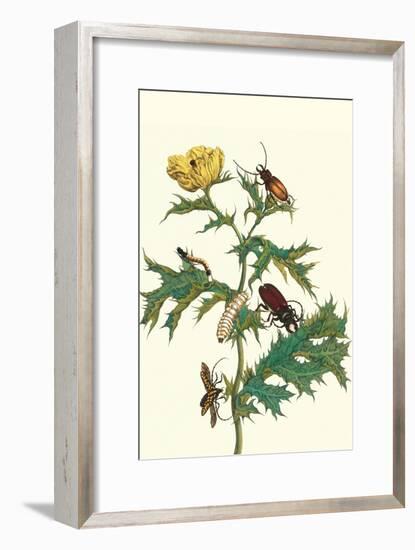 Mexican Prickly Poppy a Longhorned Beetle and an Elateridae Beetle Larva-Maria Sibylla Merian-Framed Art Print