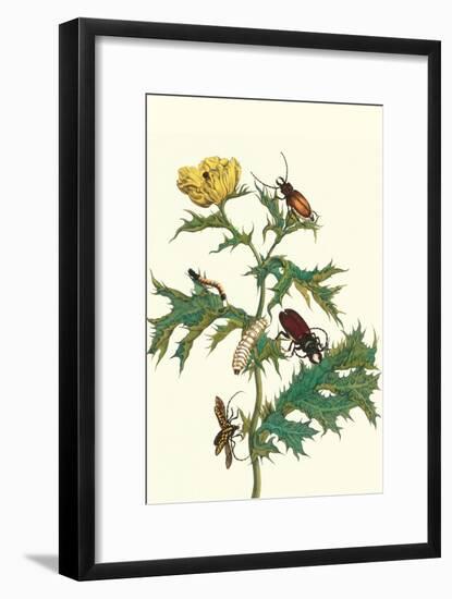 Mexican Prickly Poppy a Longhorned Beetle and an Elateridae Beetle Larva-Maria Sibylla Merian-Framed Art Print