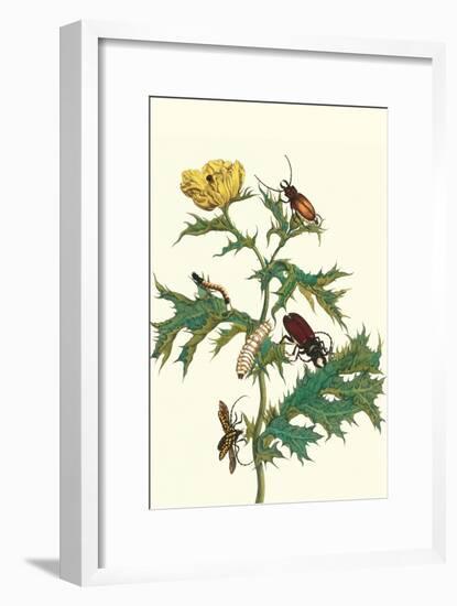 Mexican Prickly Poppy a Longhorned Beetle and an Elateridae Beetle Larva-Maria Sibylla Merian-Framed Art Print