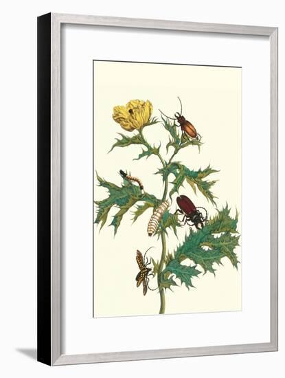 Mexican Prickly Poppy a Longhorned Beetle and an Elateridae Beetle Larva-Maria Sibylla Merian-Framed Art Print