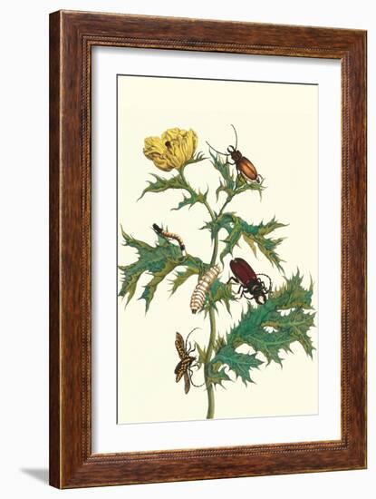 Mexican Prickly Poppy a Longhorned Beetle and an Elateridae Beetle Larva-Maria Sibylla Merian-Framed Art Print