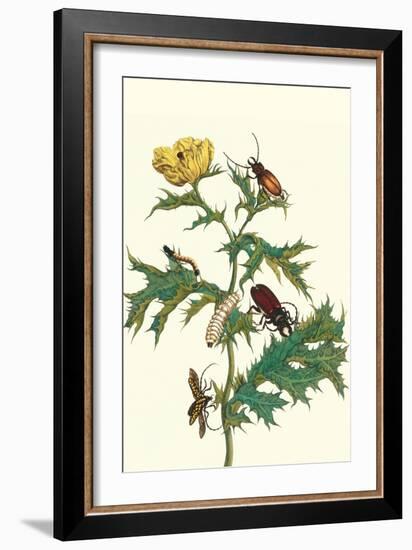 Mexican Prickly Poppy a Longhorned Beetle and an Elateridae Beetle Larva-Maria Sibylla Merian-Framed Art Print