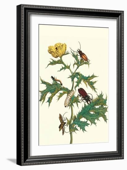 Mexican Prickly Poppy a Longhorned Beetle and an Elateridae Beetle Larva-Maria Sibylla Merian-Framed Art Print