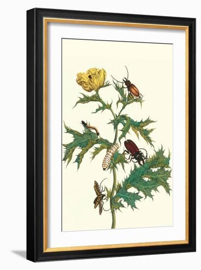 Mexican Prickly Poppy a Longhorned Beetle and an Elateridae Beetle Larva-Maria Sibylla Merian-Framed Art Print