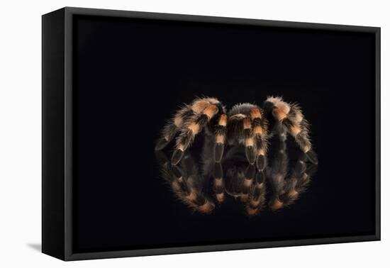 Mexican Red Knee Tarantula (Brachypelma Smithi), captive, Mexico, North America-Janette Hill-Framed Premier Image Canvas