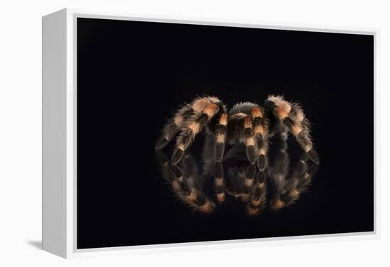 Mexican Red Knee Tarantula (Brachypelma Smithi), captive, Mexico, North America-Janette Hill-Framed Premier Image Canvas