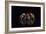 Mexican Red Knee Tarantula (Brachypelma Smithi), captive, Mexico, North America-Janette Hill-Framed Photographic Print