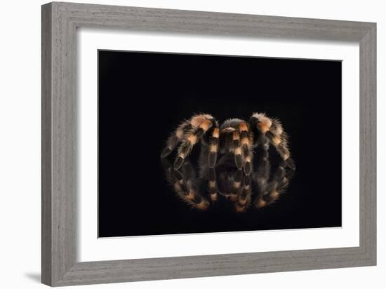 Mexican Red Knee Tarantula (Brachypelma Smithi), captive, Mexico, North America-Janette Hill-Framed Photographic Print
