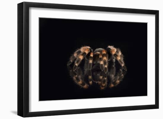 Mexican Red Knee Tarantula (Brachypelma Smithi), captive, Mexico, North America-Janette Hill-Framed Photographic Print