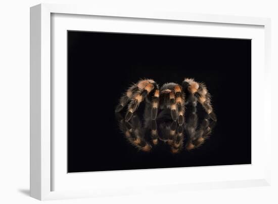 Mexican Red Knee Tarantula (Brachypelma Smithi), captive, Mexico, North America-Janette Hill-Framed Photographic Print