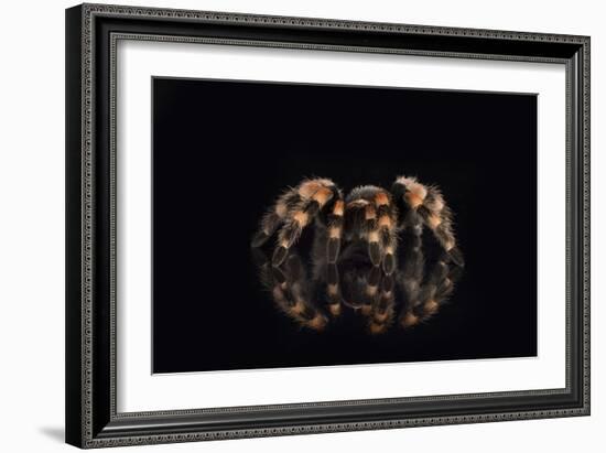 Mexican Red Knee Tarantula (Brachypelma Smithi), captive, Mexico, North America-Janette Hill-Framed Photographic Print