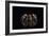 Mexican Red Knee Tarantula (Brachypelma Smithi), captive, Mexico, North America-Janette Hill-Framed Photographic Print