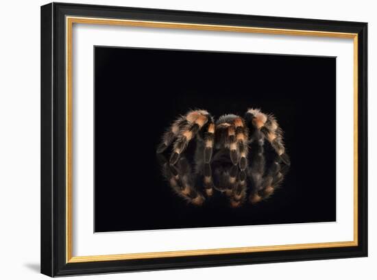 Mexican Red Knee Tarantula (Brachypelma Smithi), captive, Mexico, North America-Janette Hill-Framed Photographic Print