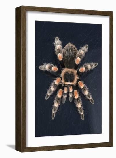 Mexican Red Knee Tarantula (Brachypelma Smithi), captive, Mexico, North America-Janette Hill-Framed Photographic Print