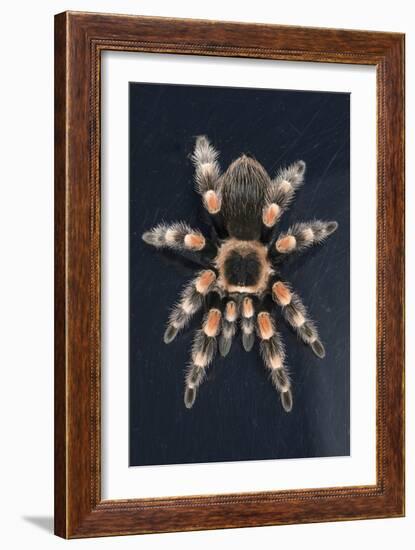 Mexican Red Knee Tarantula (Brachypelma Smithi), captive, Mexico, North America-Janette Hill-Framed Photographic Print