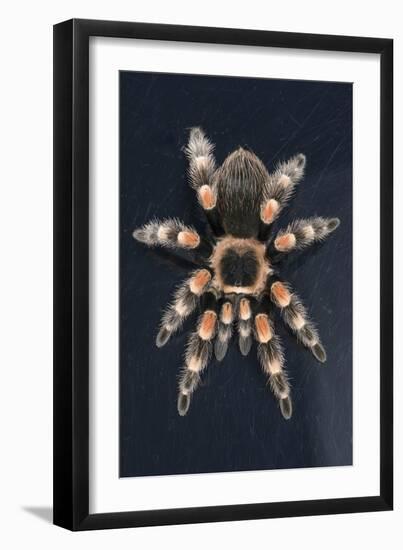 Mexican Red Knee Tarantula (Brachypelma Smithi), captive, Mexico, North America-Janette Hill-Framed Photographic Print