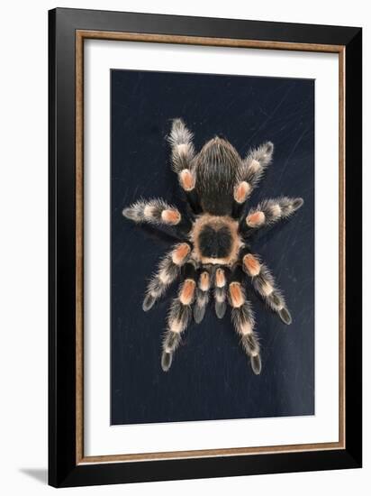 Mexican Red Knee Tarantula (Brachypelma Smithi), captive, Mexico, North America-Janette Hill-Framed Photographic Print