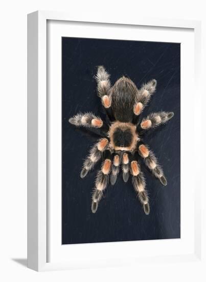 Mexican Red Knee Tarantula (Brachypelma Smithi), captive, Mexico, North America-Janette Hill-Framed Photographic Print