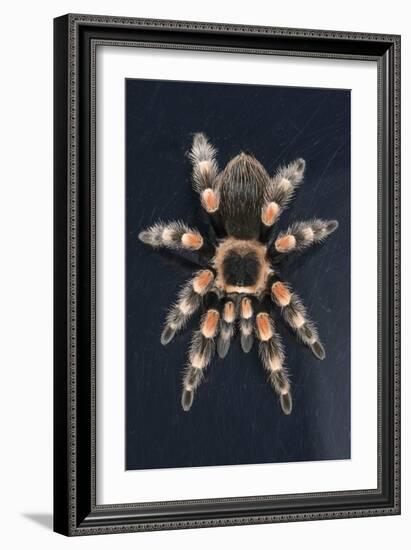 Mexican Red Knee Tarantula (Brachypelma Smithi), captive, Mexico, North America-Janette Hill-Framed Photographic Print