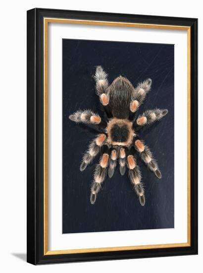 Mexican Red Knee Tarantula (Brachypelma Smithi), captive, Mexico, North America-Janette Hill-Framed Photographic Print