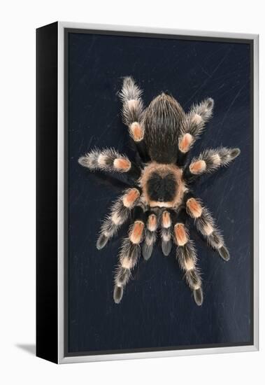 Mexican Red Knee Tarantula (Brachypelma Smithi), captive, Mexico, North America-Janette Hill-Framed Premier Image Canvas