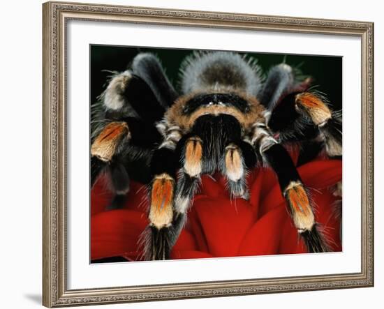 Mexican Red-Kneed Tarantula, Mexico-Adam Jones-Framed Photographic Print