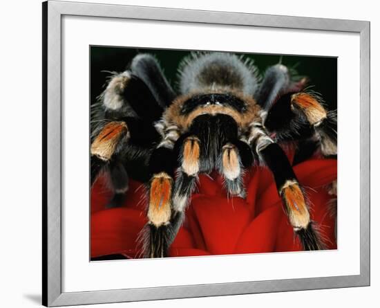 Mexican Red-Kneed Tarantula, Mexico-Adam Jones-Framed Photographic Print