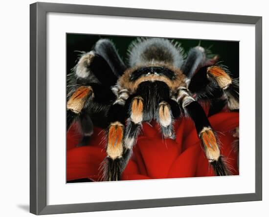 Mexican Red-Kneed Tarantula, Mexico-Adam Jones-Framed Photographic Print