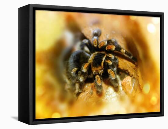 Mexican Red-leg Tarantula-Victor Habbick-Framed Premier Image Canvas