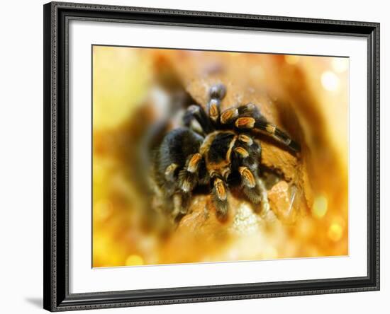 Mexican Red-leg Tarantula-Victor Habbick-Framed Photographic Print