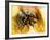 Mexican Red-leg Tarantula-Victor Habbick-Framed Photographic Print