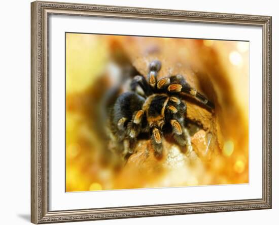 Mexican Red-leg Tarantula-Victor Habbick-Framed Photographic Print