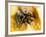 Mexican Red-leg Tarantula-Victor Habbick-Framed Photographic Print