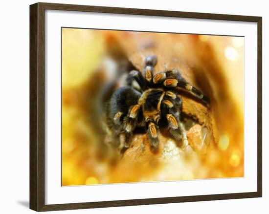 Mexican Red-leg Tarantula-Victor Habbick-Framed Photographic Print