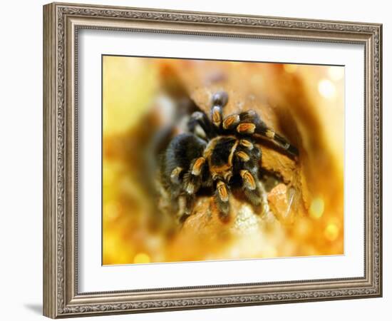 Mexican Red-leg Tarantula-Victor Habbick-Framed Photographic Print