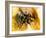 Mexican Red-leg Tarantula-Victor Habbick-Framed Photographic Print