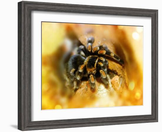 Mexican Red-leg Tarantula-Victor Habbick-Framed Photographic Print