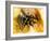 Mexican Red-leg Tarantula-Victor Habbick-Framed Photographic Print