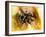 Mexican Red-leg Tarantula-Victor Habbick-Framed Photographic Print