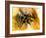 Mexican Red-leg Tarantula-Victor Habbick-Framed Photographic Print