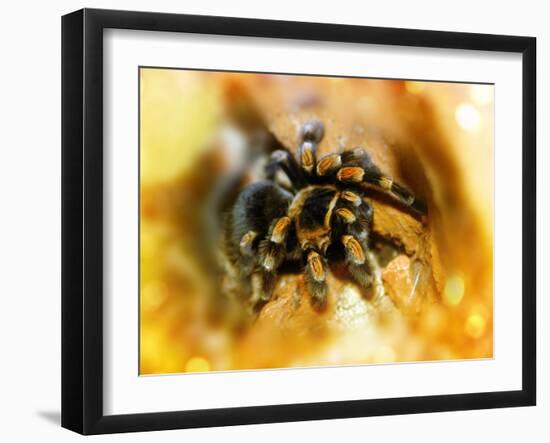 Mexican Red-leg Tarantula-Victor Habbick-Framed Photographic Print